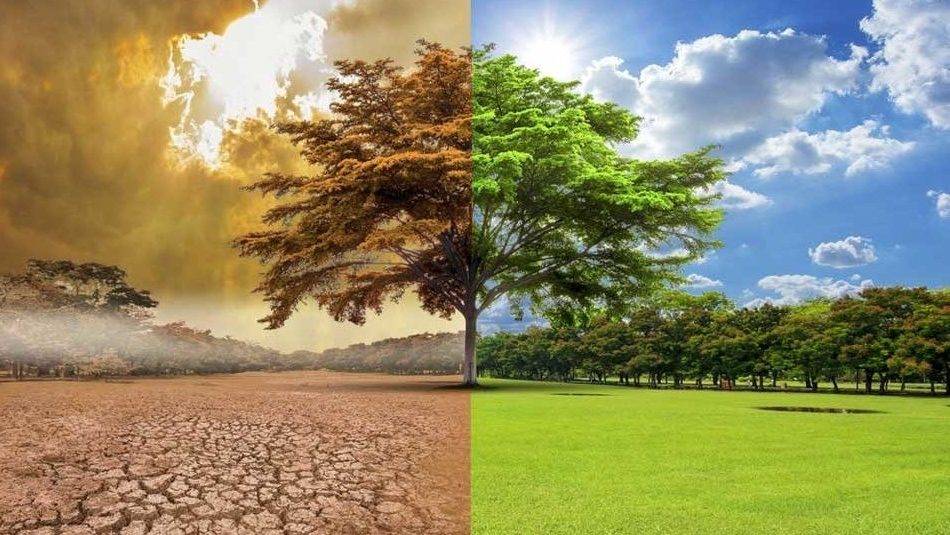 cambio climático y las plantas)